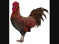 rooster on the rampage