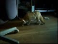 Flash the Fennec Fox Cute Pet Flash the Fennec Fox Cute Pet