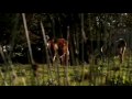 Økologisk kvæg - Friland - organic beef production
