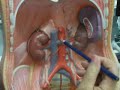 circulation