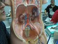 circulation