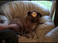 Cheese Slapping the Dog