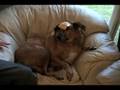 Cheese Slapping the Dog