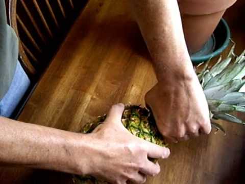 how to grow pineapple tops