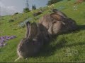 Teletubbies- Glamorous Teletubbies- Glamorous