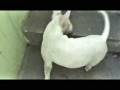 videos de Clinica Veterinaria Dr. Shit Zu