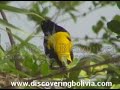 Birds of Gallery Forest, Bolivia.Oriole nesting by an Amazo Birds of Gallery Forest, Bolivia.Oriole nesting by an Amazo