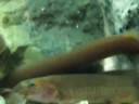 Kuhli loaches eating Kuhli loaches eating