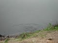 Carpas en el canal
