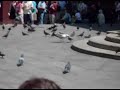 A Seagull eating a pigeon in St. Mark's square! Gross, but funny!