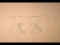 Basic Quadruped Walk Cycle Basic Quadruped Walk Cycle