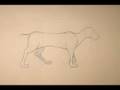 videos de Basic Quadruped Walk Cycle
