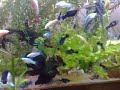 Minha estufa  com variedades de peixes ornamentais 