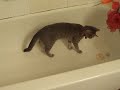 Inara and the Bathtub Inara and the Bathtub