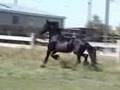 Friesians - Request :)