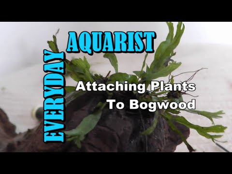 how to cure aquarium driftwood