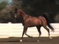 Sunset Renegade - Arabian Horse Sunset Renegade - Arabian Horse