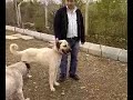 KANGAL Di??i G?M??? (SEL?UK ASLAN ANKARA)