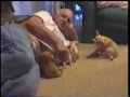 Chihuahua Puppies Movie Clip Chihuahua Puppies Movie Clip