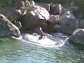 pasqualino tuffo alla vurga (paludi cs) pasqualino tuffo alla vurga (paludi cs)