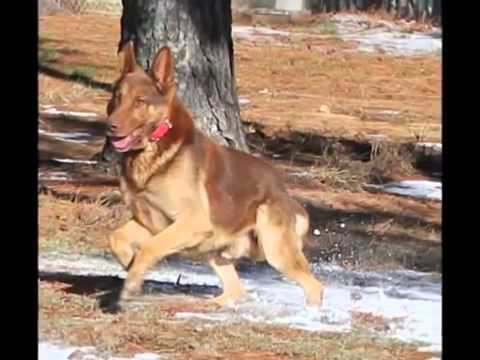 german shepherd