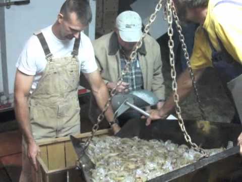 how to harvest shrimp