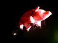Roger Waters en México - Puerco Roger Waters en México - Puerco