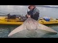 Kayak Fishing for Scottish Monsters - Common Skate