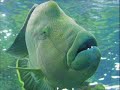 Halal Fun: Aquarium of the Pacific