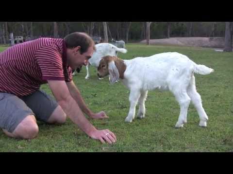 Versailles1770 - This baby goat tries to dominate by challenging a human to head-butts.
