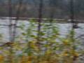 Puyallup River Flooding 11-12-2008 between Orting & Kapowsin