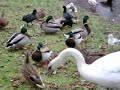 Wasservoegel am Berliner Lietzensee: duck swan scaup chicken Wasservoegel am Berliner Lietzensee: duck swan scaup chicken