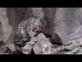 Foto: Leopardo-das-neves: Além do Mito - Parte 3/4