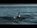 videos de Orcas Hunting