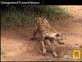 Amorous Hyenas Pete\