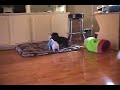 Morkie & bishon chiwawa puppies play