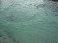 Fur Seal Pup nursery - AWESOME Fur Seal Pup nursery - AWESOME
