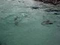 Fur-Seal-Pup-nursery