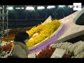 Planta brasileña premiada en el Festival de la Orquídea de Japón