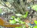 Erradicacion de coca ilegal por el CORAH evito la produccion de 77 toneladas de cocaina en el 2008