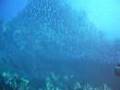 Caribbean Diving St. Vincent and the Grenadines