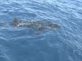 Whale Shark