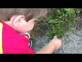 Blueberries in Camden