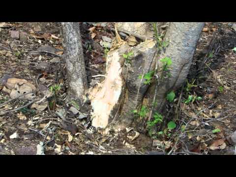 how to grow wrightia religiosa