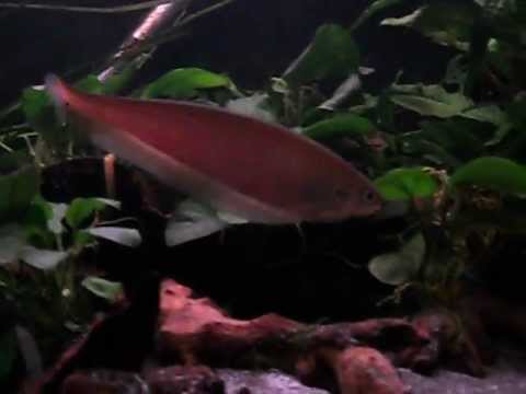 how to care knife fish