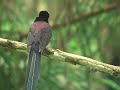 Bird Watching
