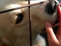 Per Sid...e tutti i cani ancora nei canili