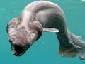 1. Cr�ptidos - Fenomenos Paranormales