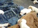 Springer Pups ~ Sept 2008 litter ~ Part 2