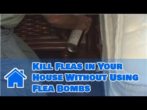 how to eliminate fleas from a house